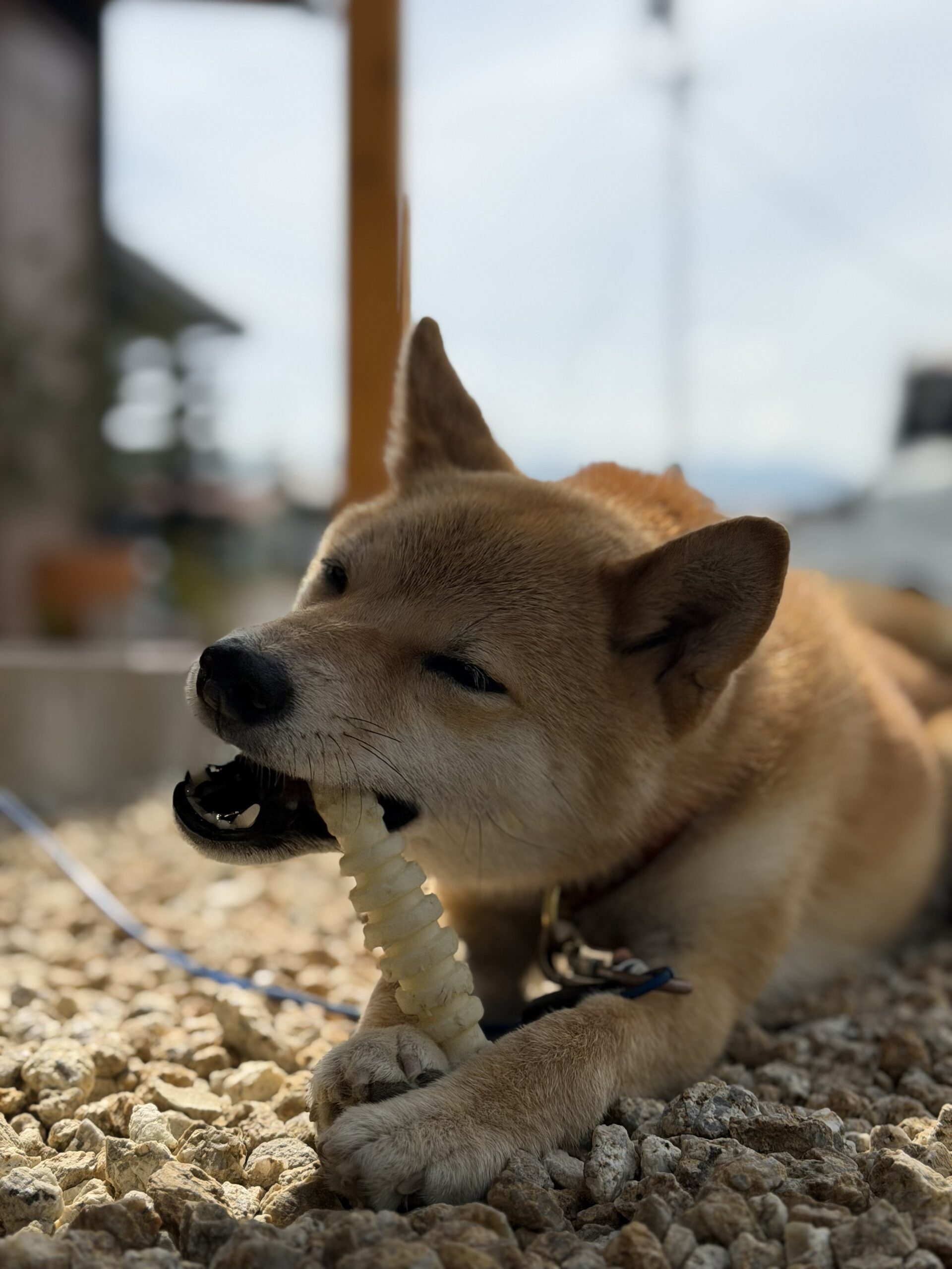 外観の印象がガラリと変わる!ひさし屋根のリフォーム。